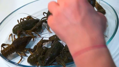 Live crayfish caught in the river are poured into the wash basin before cooking. Stock Footage 120002097