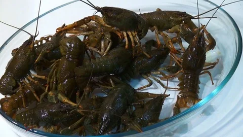 Live crayfish caught in the river are poured into the wash basin before cooking. Stock Footage 120002135