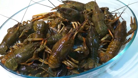 Live crayfish caught in the river are poured into the wash basin before cooking. Stock Footage 120002165