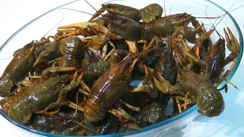 Live crayfish caught in the river are poured into the wash basin before cooking. Stock Footage 120002200