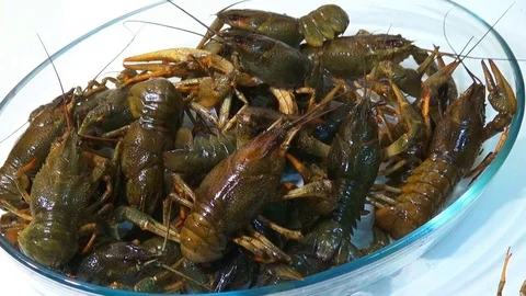 Live crayfish caught in the river are poured into the wash basin before cooking. Stock Footage 120002217
