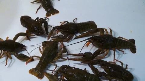Live crayfish caught in the river are poured into the wash basin before cooking. Stock Footage 120002285