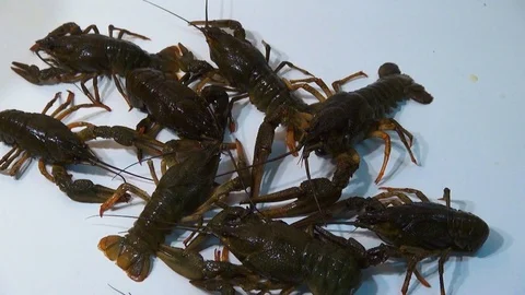 Live crayfish caught in the river are poured into the wash basin before cooking. Stock Footage 120002310
