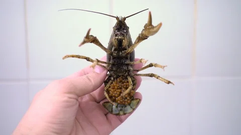 Live crayfish with caviar under the tail in hand on white background, crayfish Stock-Footage 90450408