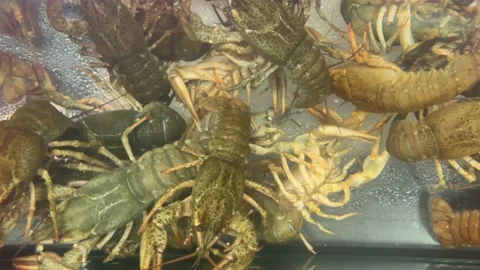 Live crayfish in a clean aquarium with water. shop of live crayfish 스톡 동영상 238602753
