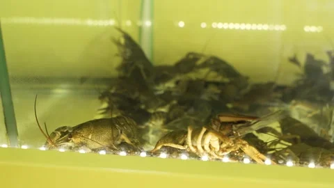 Live crayfish crawling on the bottom of an aquarium Stock Footage 304369019