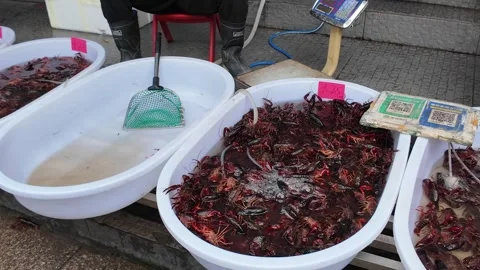 Live Crayfish Fill White Tubs at a Shanghai Wet Market Stall Stock Footage 340176659