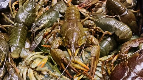 Live crayfish Stock Footage 220744277