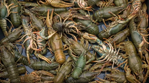 Live crayfish. fresh crayfish Stock Footage 67172394