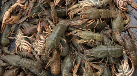 Live crayfish. fresh crayfish Stock Footage 67627341