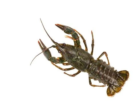 Live crayfish isolated on white background Stock Photos