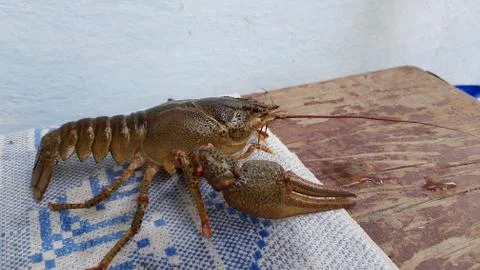 Live crayfish lie on table . Close up Stock Photos