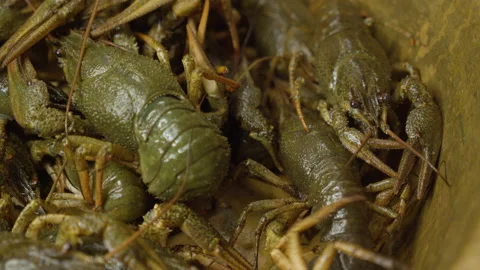 Live crayfish lie on top of each other Stock Footage 219349199