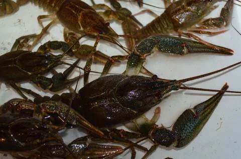 Live crayfish on a light background in fresh water. Stock Photos