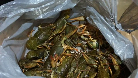 Live crayfish move in a plastic bag. Cooking crayfish Stock-Footage 123073027