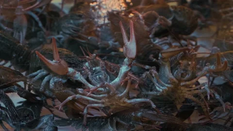 Live crayfish or crawfish in aquarium in supermarket for sale Stock Footage 219913482