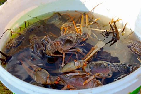 Live crayfish Stock Photos