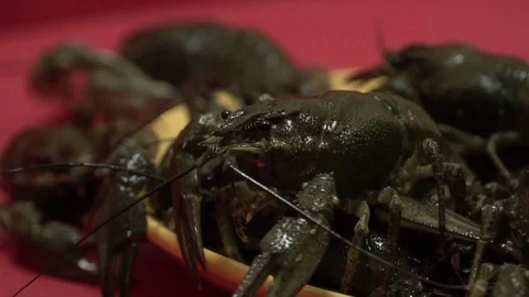 Live crayfish on a plate Stock Footage 114120693