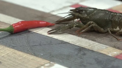 Live crayfish on a plate Stock Footage 114121244