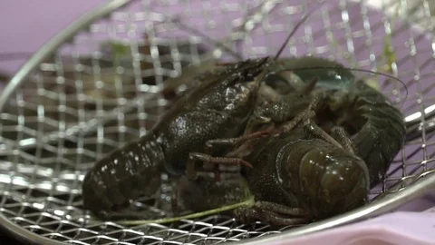 Live crayfish on a plate Stock Footage 114121371