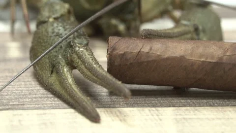 Live crayfish on a plate Stock Footage 114121461