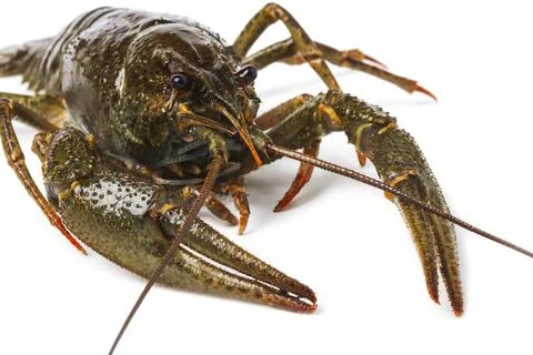 Live crayfish portrait Stock Photos