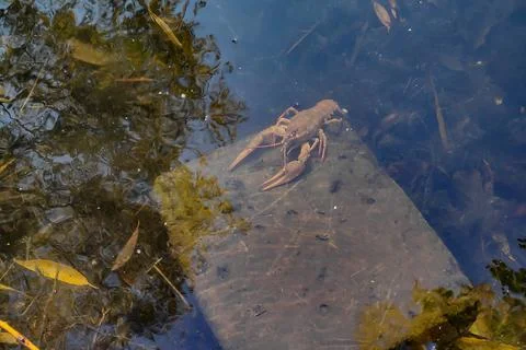 A live crayfish sits on a stone under water Stock Photos