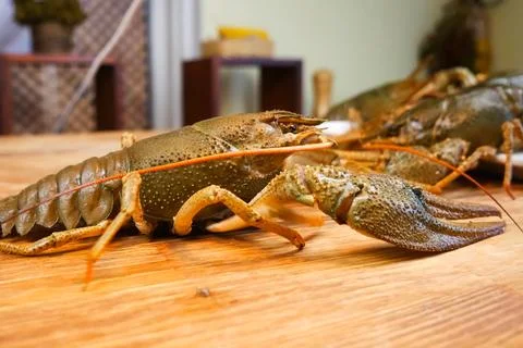 Live crayfish on table. Cooking crayfish. Stock Photos