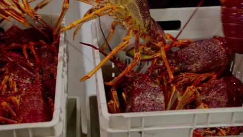 Live Crayfish Together in Container with Hand Picking One Up 库存影片 337221348