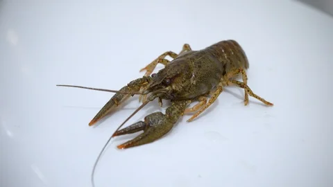 Live crayfish on white background, crayfish before cooking Stock-Footage 90450835