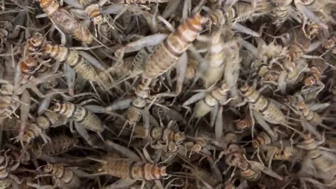 Live Crickets Closeup Stock Footage 144441596