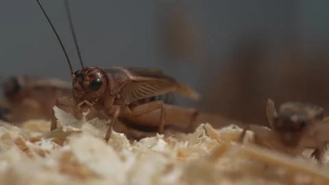 Live Crickets moving around their home Stock Footage 249896326