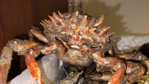 Live crustacean close up in the container Video stock 231483782