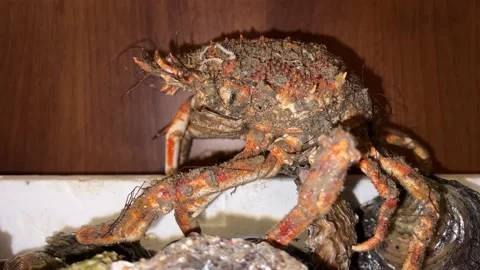 Live crustacean moves Stock Footage 230084318