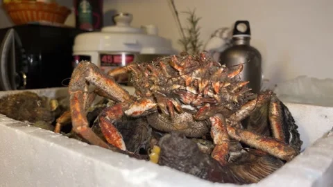 Live crustacean in the polystyrene container Stock Footage 230630923