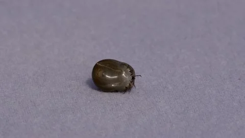 Live deer tick (ixodes scapularis) engorged with blood, ixodida, parasite Stock Footage 161285301