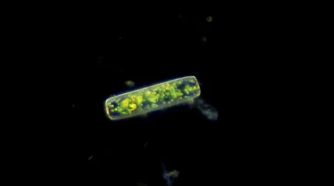 Live diatom algae chloroplasts motion under microscope, magnification 400X Video stock 35337144