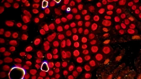 Live dividing cells with big red nucleus under microscope Video stock 33661869