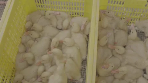 Live Ducklings Gathered in Plastic Baskets at Chinese Market Stock Footage 340137609