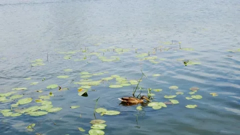 Live ducks swim in the pond. Stock Footage 160549909