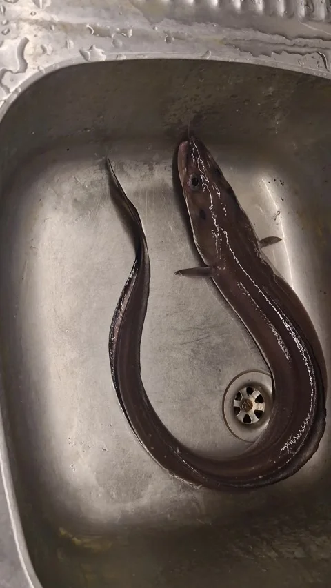 Live Eel in Sink Close-Up – Fresh Seafood Handling and Natural Movement Stock Footage 323561692