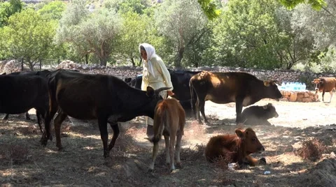 Live farming Video stock 41001482