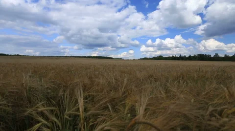 Live field Видео 52802769