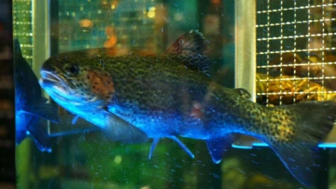 Live fish in the aquarium store at the fish supermarket, close-up Stock Footage 111968080