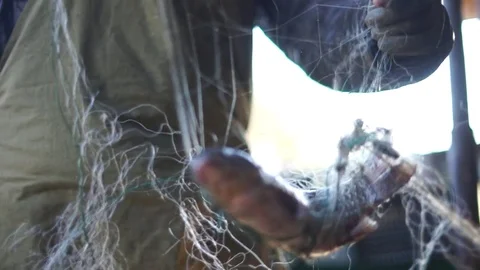 Live fish are removed from the net Stock Footage 85025371