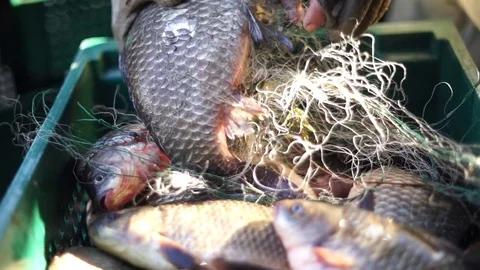 Live fish are removed from the net Stock Footage