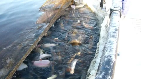 Live fish in the cage. Video stock 55938743