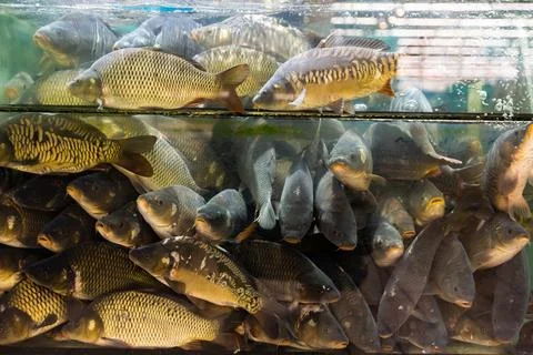 Live fish carp in aquarium for sale in supermarket Stock Photos