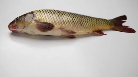 Live fish carp breathes on the table, preparing food at home Stock Footage 151902136
