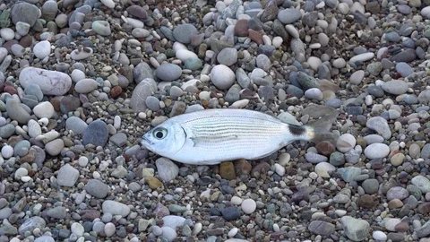 Live Fish Caught on the Beach 库存影片 120985860